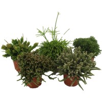 Koralni kaktus sortiran Višina pribl. 15 - 20 cm Ø lončka pribl. 10,5 cm