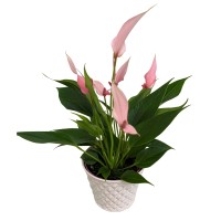Flamingovec "Lilli" mešanica v lončku iz cinka višine 30 cm Ø lonca 10,5 cm