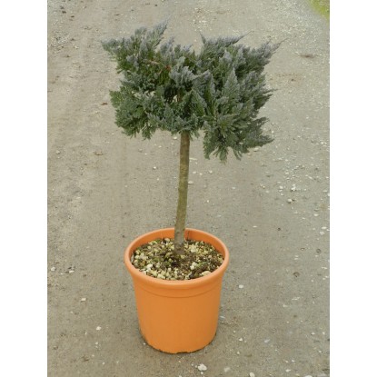 OBI Lejlandijeva cipresa "Gold Rider" višina 80 cm lonec 9 l Cupressocyparis