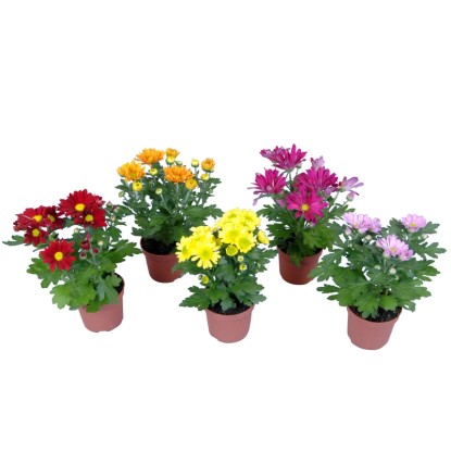 Krizantema, 1-stebelna, Ø lončka pribl. 9 cm, Chrysanthemum