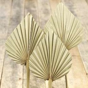 Okrasna rastlina Palm Spear naravna