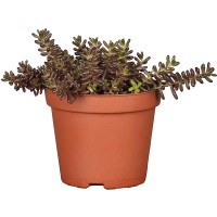 OBI Homulica Premer lončka Ø pribl. 19 cm Sedum