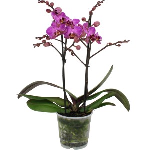 GROW by OBI Orhideja več vrst visoka pribl. 35-50 cm Ø lonca pribl. 12 cm