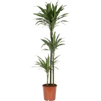 Zmajevka "Deremensis" 3 stebla Ø lončka pribl. 24 cm Dracaena fragans
