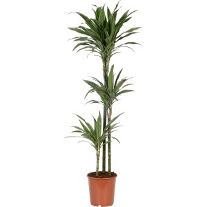 Zmajevka "Deremensis" 3 stebla Ø lončka pribl. 24 cm Dracaena fragans