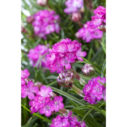 OBI Pečnik rožnat Ø lonca pribl. 13 cm Armeria