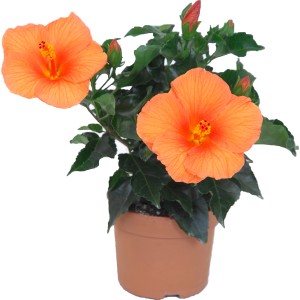 GROW by OBI Kitajski oslez ali vrtnica HibisQs Oranžna Ø lončka 13 cm
