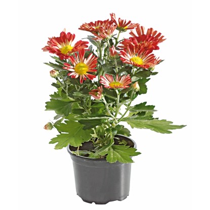 Krizantema, 1-stebelna, Ø lončka pribl. 9 cm, Chrysanthemum