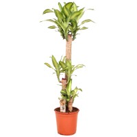 Dišeča zmajevka "Massangeana" višina 140 cm Ø lončka 24 cm Dracaena fragrans