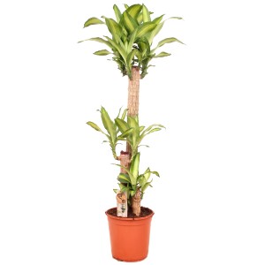 Dišeča zmajevka "Massangeana" višina 140 cm Ø lončka 24 cm Dracaena fragrans