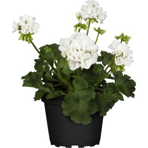 GROW by OBI Pokončna pelargonija viš. 10-20 cm Ø lončka 12 cm Pelargonium zonale
