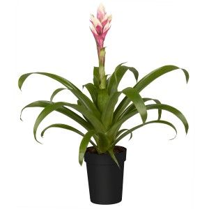 Guzmanija "Candy" Ø lončka pribl. 12 cm