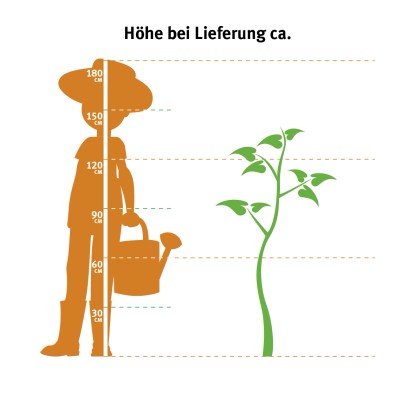 OBI fotinija Red Robin, višina pribl. 100-125 cm, lonec pribl. 10 l