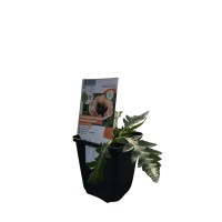 OBI Turški mak "Helen Elisabeth" rožnat Ø lonca pribl. 9 cm x 9 cm Papaver