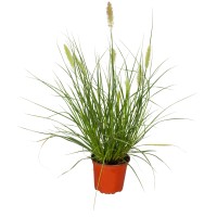 GROW by OBI Japonska perjanka "Hameln" Ø lončka 19 cm Pennisetum compressum