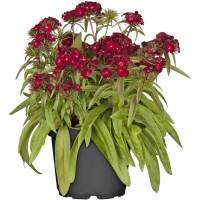 OBI Turški nagelj Ø lonca pribl. 19 cm Dianthus