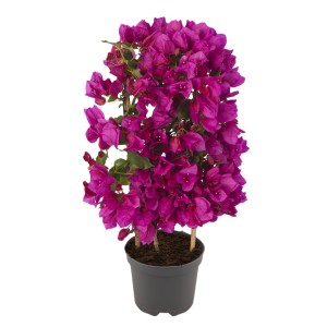 Bugenvilovka na špalirju višine približno 45-50 cm Ø lončka 14 cm Bougainvillea