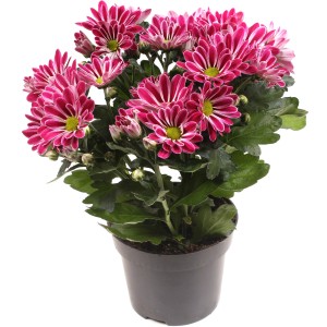 Krizantema "Artist Armin" Ø lončka pribl. 12 cm Chrysanthemum