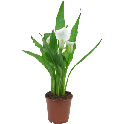 GROW by OBI Navadni škrnicelj, različne barve, Ø lončka pribl. 12 cm