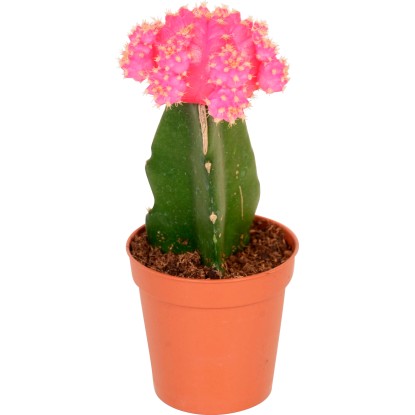 Cepljeni kaktus Neon Style Višina približno 20-25 cm, Ølončka približno 8,5 cm