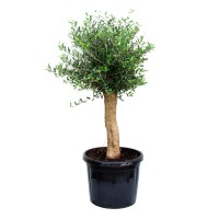 GROW by OBI Oljka nizkodebelno drevo pribl. 50 cm lonec 45 l Olea europaea