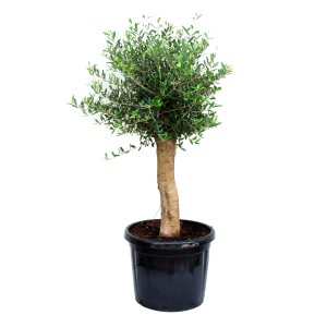 GROW by OBI Oljka nizkodebelno drevo pribl. 50 cm lonec 45 l Olea europaea