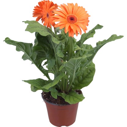 Gerbera različne barve Ø lončka pribl. 12 cm Gerbera