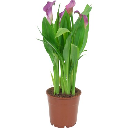 GROW by OBI Navadni škrnicelj, različne barve, Ø lončka pribl. 12 cm