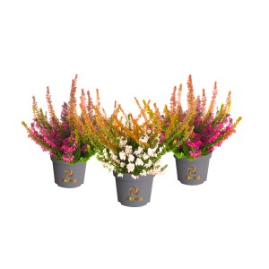 Jesenska vresa Beauty Ladies Tornado Ø lončka približno 11 cm 2 vrsti sortirano