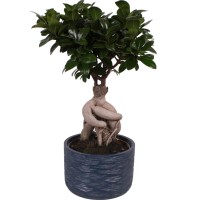 Bonsaj "fikus Ginseng" betonski lonček višina pribl. 40 - 45 cm Ø lončka 17 cm