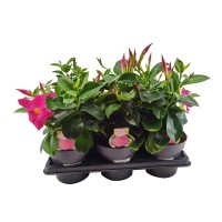 GROW by OBI Dipladenija grm Ø 14 cm