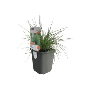 OBI Modra bilnica rjavozelena Ø lonca pribl. 9 cm x 9 cm Festuca