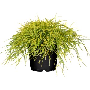 OBI Grahasta pacipresa "Filifera Sungold" rumena višina 5-10 cm lonec 2 l