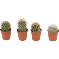 Okrogli kaktusi različnih vrst v lončku premera Ø pribl. 5,5 cm Cactaceae