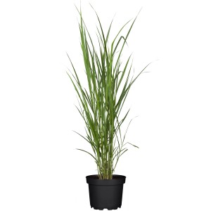 GROW by OBI Orjaški prstasti trstikovec Ø lončka 19 cm Miscanthus giganteus