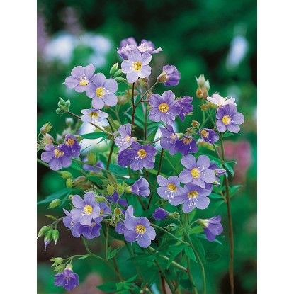 OBI Jesenovka "Blue Pearl" modra Ø lonca pribl. 9 cm x 9 cm Polemonium