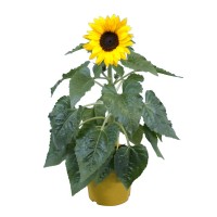 Sončnica rumena Ø lončka pribl. 12 cm