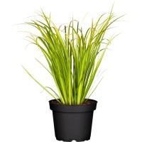 Schmalblättriger Kalmus Acorus gramineus Ogon T14