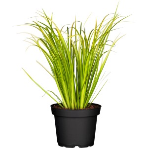 GROW by OBI Kolmež "Ogon"Ø lončka pribl. 14 cm okrasna rastlina Acorus gramineus