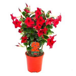 GROW by OBI Dipladenija "Sundevillea" z oporo pribl. 40-50 cm Mandevilla