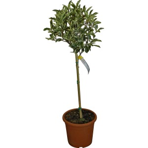 OBI Fotinija "Pink Marble" višina pribl. 65 cm lonec pribl. 9 l Photinia