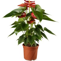GROW by OBI Veliki flamingovec rdeč Ø lončka pribl. 12 cm Anthurium andreanum