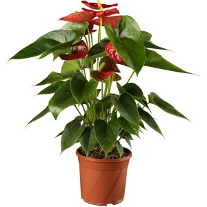 GROW by OBI Veliki flamingovec rdeč Ø lončka pribl. 12 cm Anthurium andreanum