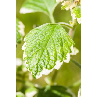 Švedski bršljan, Ø lončka pribl. 11 cm, Plectranthus