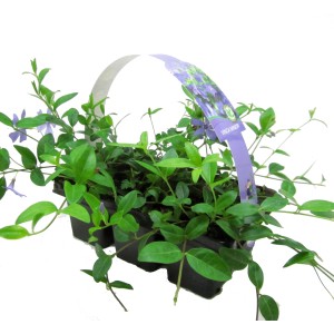 Navadni zimzelen moder 6-delni komplet Ø lončka pribl. 7 cm Vinca minor