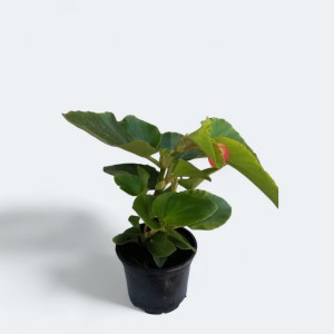 PCZ Varaždinski Cvijet Begonija zmajeva krila Ø lončka 12 cm