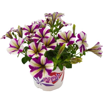 Viseča petunija Peppy Ø lonca pribl. 12 cm Petunia