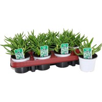 Hrušice ali grozdki "White Magic" bele Ø lončka pribl. 9 cm Muscari