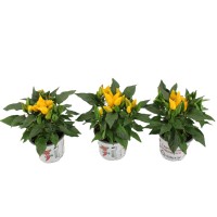 Okrasna paprika "Sombrero" več barv višine 25 cm Ø lončka 10,5 cm Capsicum