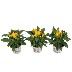 Okrasna paprika "Sombrero" več barv višine 25 cm Ø lončka 10,5 cm Capsicum